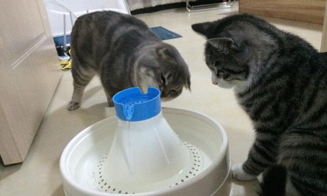 猫咪害怕水（掌握这些技巧）