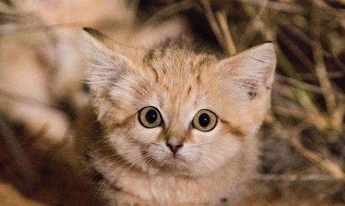 探寻非洲妈妈与她的猫咪们的生活（宠物为主的非洲家庭）