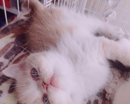 猫咪肥胖问题（如何避免宠物猫咪过度饮食和肥胖）