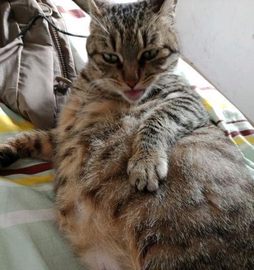 探秘猫咪分娩（宠物家庭必备知识）