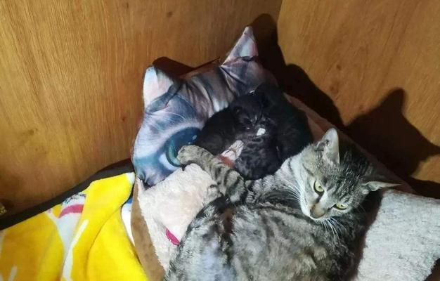 探秘猫咪分娩（宠物家庭必备知识）