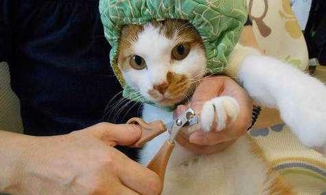 如何安全减脐带——宠物猫咪分娩技巧（详解猫咪分娩的过程及注意事项）