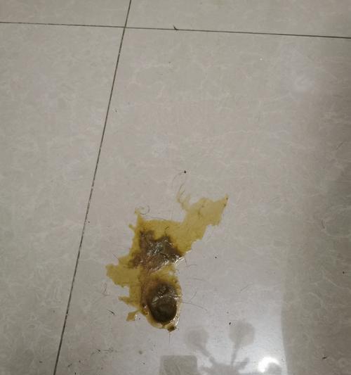 小猫正常大便带黏液？如何识别及应对！