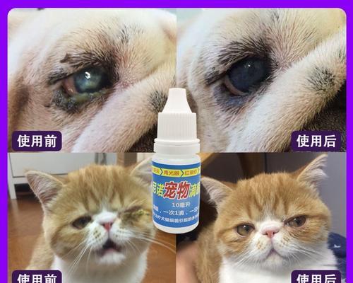 猫咪眼部保健（如何选择适合猫咪的滴眼液）