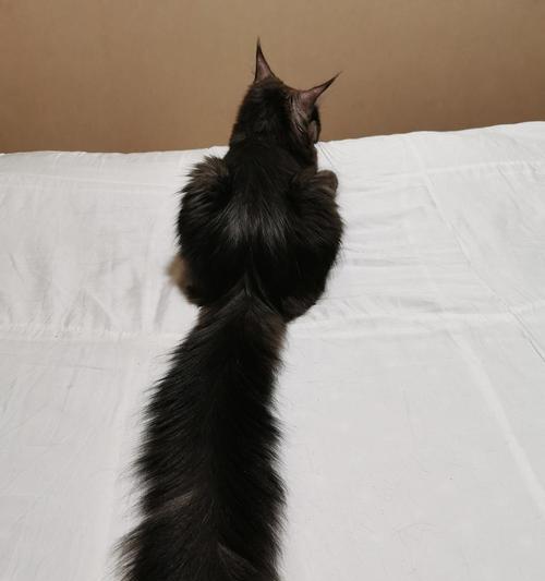 猫咪为什么会疯狂舔自己的尾巴（探究猫咪天性与健康情况）