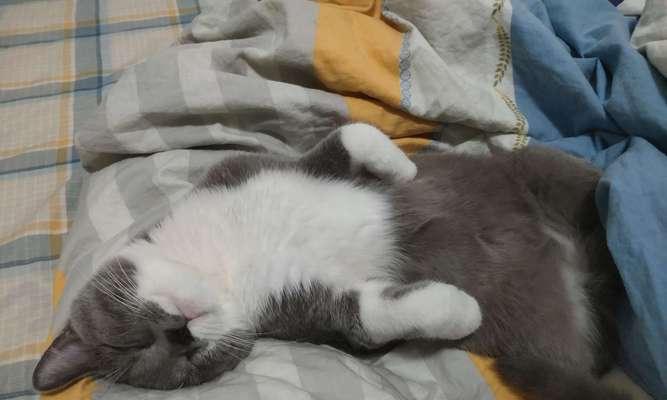 猫咪福来恩的昼夜长眠（揭秘猫咪睡觉的奥秘）