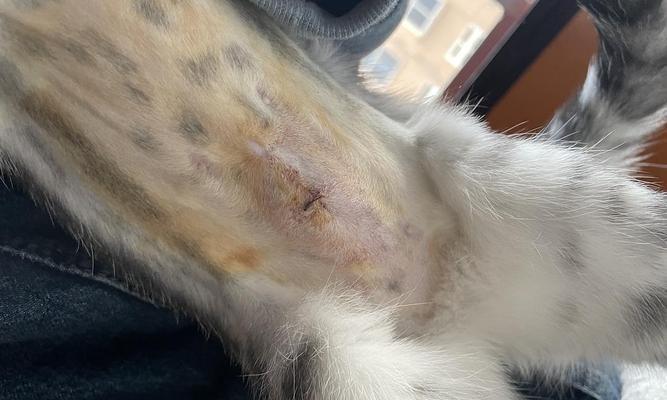 猫咪腹部鼓包症状及治疗方法（揭秘猫咪腹部鼓包的真相）