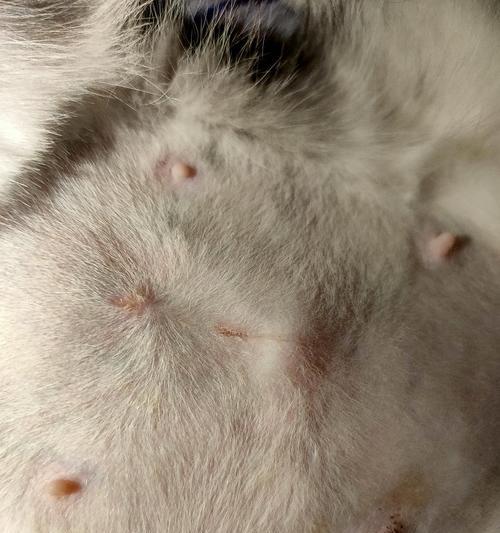 猫咪腹部鼓包症状及治疗方法（揭秘猫咪腹部鼓包的真相）