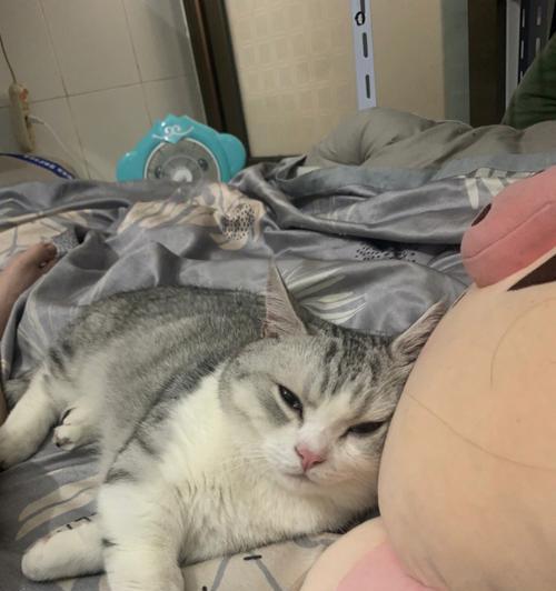 猫咪腹式呼吸的奥秘（探究猫咪特有的呼吸方式）