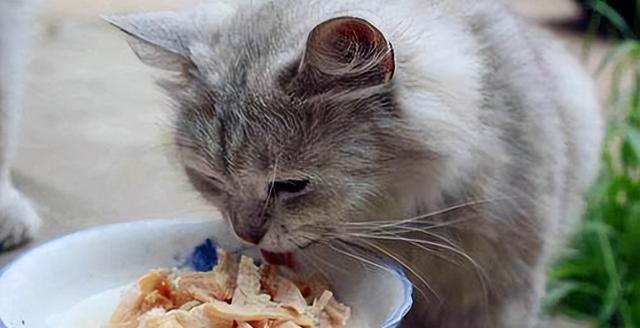 猫咪腹泻的饮食管理（以宠物为主）