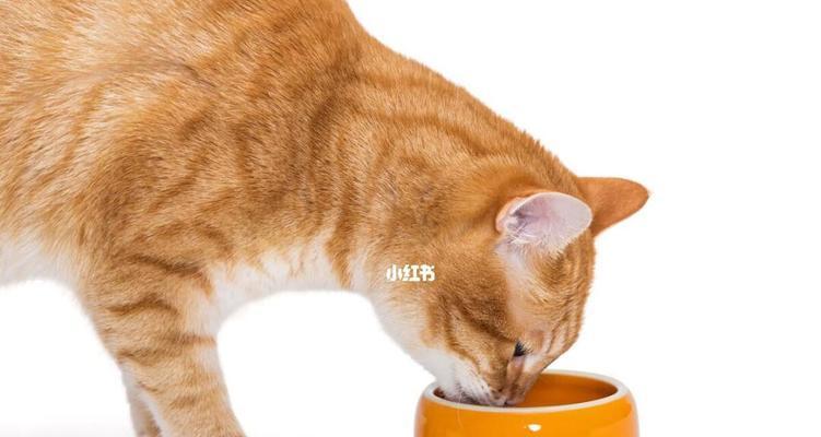 猫咪腹泻的饮食管理（以宠物为主）
