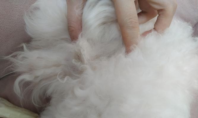 猫咪腹泻的原因及治疗方法（了解宠物的健康状况）