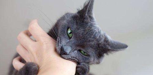 猫咪腹泻的原因及治疗方法（了解宠物的健康状况）