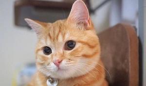 以猫咪肝腹水的土办法为主，轻松解决宠物健康问题