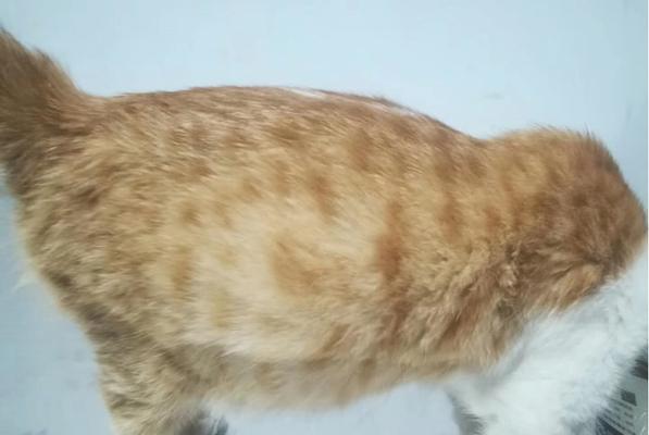 猫咪肝腹水之生命之旅（一只宠物猫的艰辛之路和生命的坚韧）