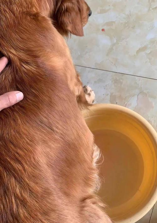 猫咪肝腹水之生命之旅（一只宠物猫的艰辛之路和生命的坚韧）