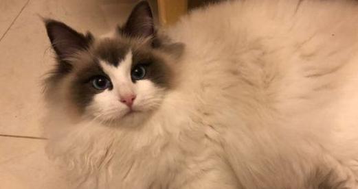 猫咪黄疸的症状、原因和治疗方法（以宠物为主的黄疸问题解决方案）