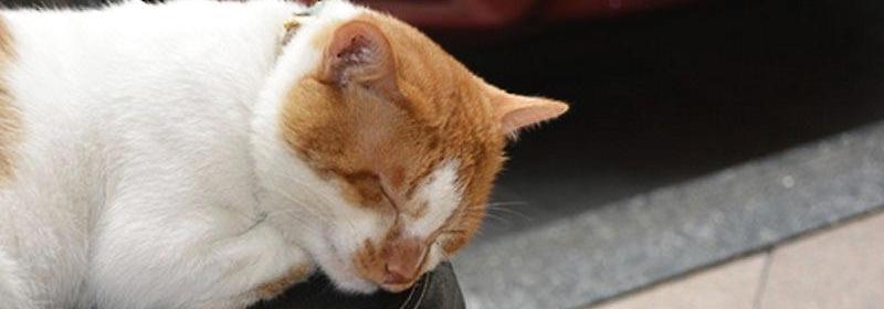 猫咪肝损伤检测花费详解（保护宠物健康）