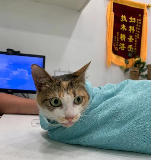 如何判断你的猫咪是否患上钩虫病（了解钩虫病的症状和治疗方法）