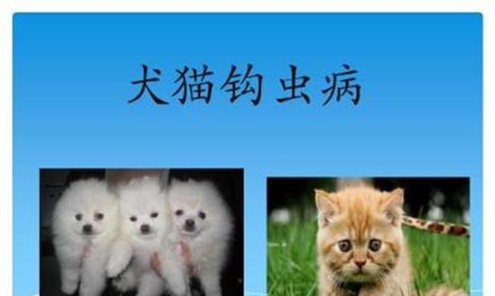 如何判断你的猫咪是否患上钩虫病（了解钩虫病的症状和治疗方法）