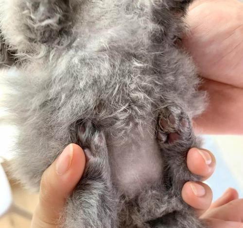 宠物猫咪钩虫病的治疗方法（预防胜于治疗）