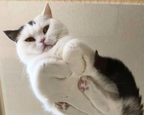 猫咪勾着背走路的心理含义（探究猫咪勾背行走的心理诉求与表现形式）