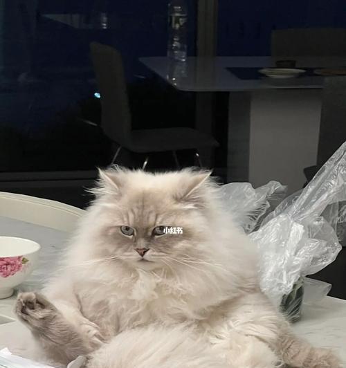 猫咪的舔毛习惯（探究猫咪舔毛的奥秘）