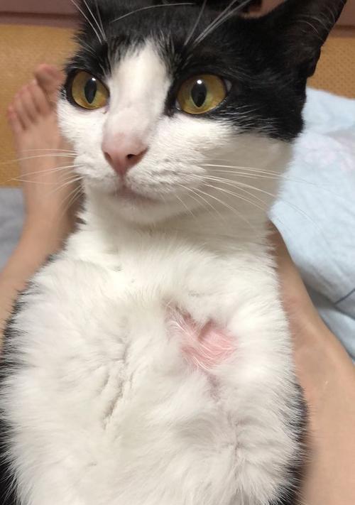 猫咪的舔毛习惯（探究猫咪舔毛的奥秘）