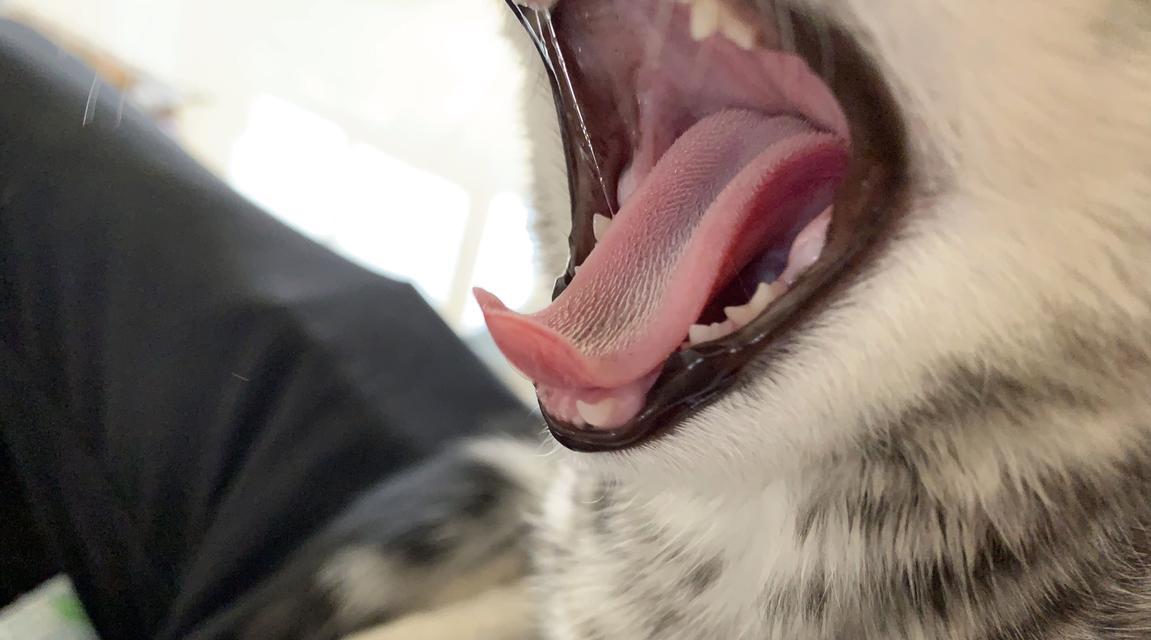 猫咪的舔毛习惯（探究猫咪舔毛的奥秘）