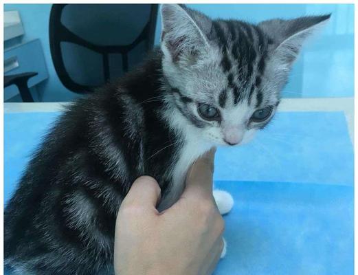 猫咪骨折后的表现及应对方法（了解宠物的身体语言）