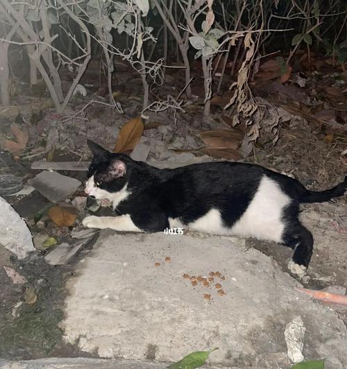 猫咪骨折后如何保护（宠物主人必看）