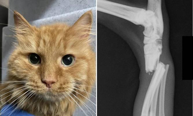 猫咪骨质增生的补钙方案（以宠物为主）