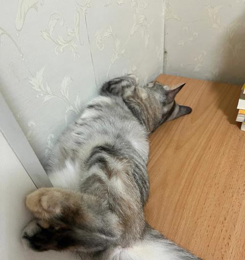 猫咪睡觉的“舒适秘密”（揭秘猫咪为何光伸长腿睡觉）