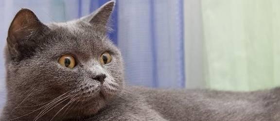 猫咪食用维生素E过量的危害（如何避免猫咪过量食用维生素E）