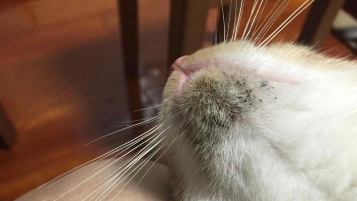 猫咪过敏会挠耳朵里面吗（探究猫咪过敏对耳朵的影响及解决方法）