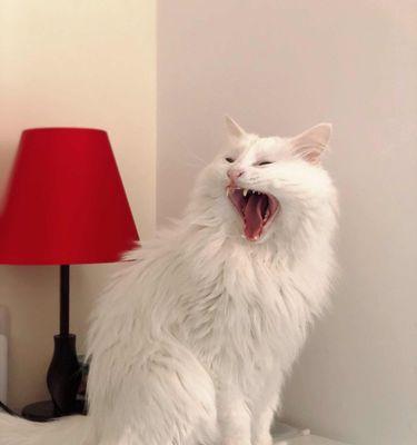 猫咪哈气和孩子——宠物与家庭的亲密关系（揭秘猫咪哈气的神秘面纱）