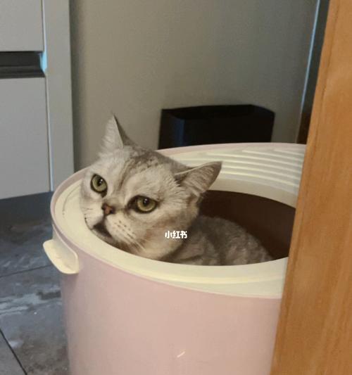 揭秘猫咪为何害怕别人看他上厕所（探究宠物猫心理）