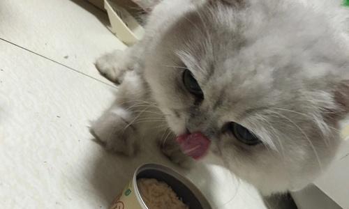 宠物猫咪喝纯牛奶引发消化不良的解决方法（猫咪消化不良的症状及处理方法）