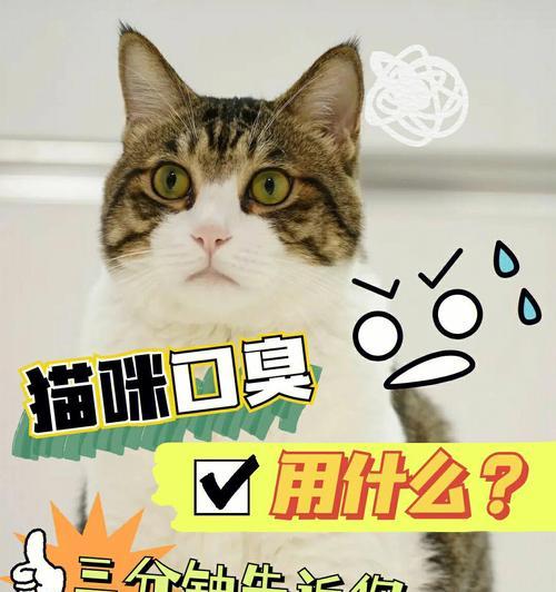 猫咪喝肥皂水后的应急措施（如何保护宠物免受伤害）