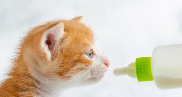 猫咪是否应该继续喝奶？