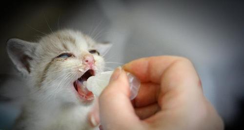猫咪喝奶亲近人（探索猫咪喝奶对人类关系的影响）