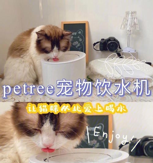 猫咪喝奶需不需要喝水（探究宠物猫咪的饮食需求及健康问题）