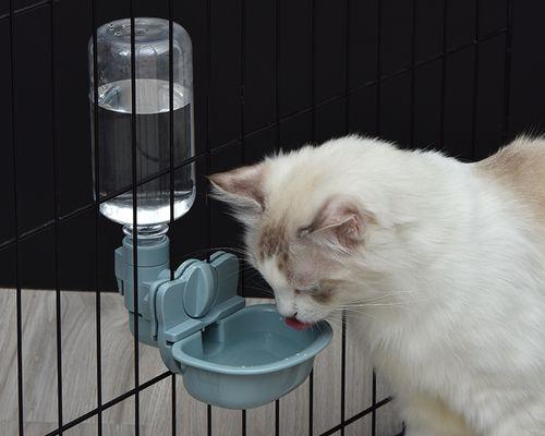猫咪喝水不吃东西怎么办（宠物饮食失调）
