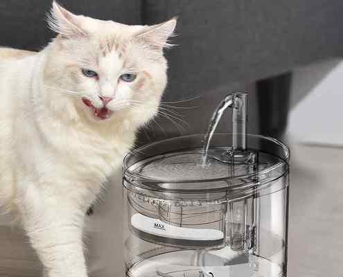 猫咪喝水存活时间有多长？