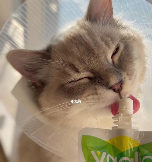 猫咪喝酸奶后为什么眼睛会流泪（探究酸奶对猫咪的影响及预防方法）