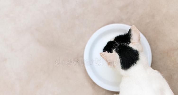 宠物猫咪喝酸奶拉肚子（探究酸奶对猫咪的影响及预防措施）
