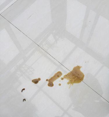 三个月大小狗拉稀原因及治疗方法（宠物狗拉稀该怎么办）