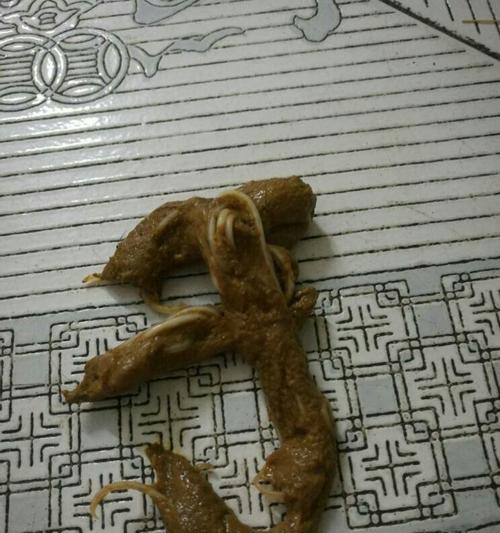三个月大小狗拉稀原因及治疗方法（宠物狗拉稀该怎么办）