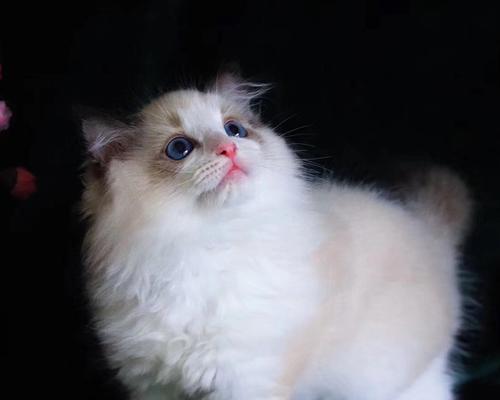 三个月大的重点色布偶猫——初遇宠物世界（一只可爱的小猫咪）