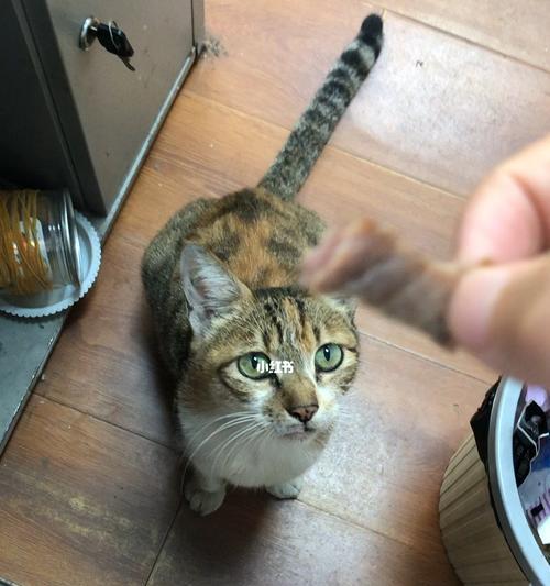 如何为三个月的猫咪提供营养均衡的肉类饮食（从选择到烹饪）